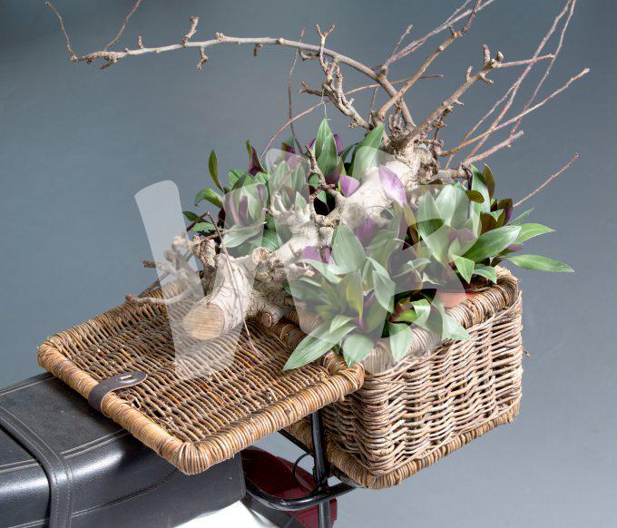 bloemen en planten vvbvanbree     1121